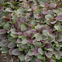 Load image into Gallery viewer, Bugleweed, Carpet Bugleweed (&#39;Burgundy Glow&#39;)
