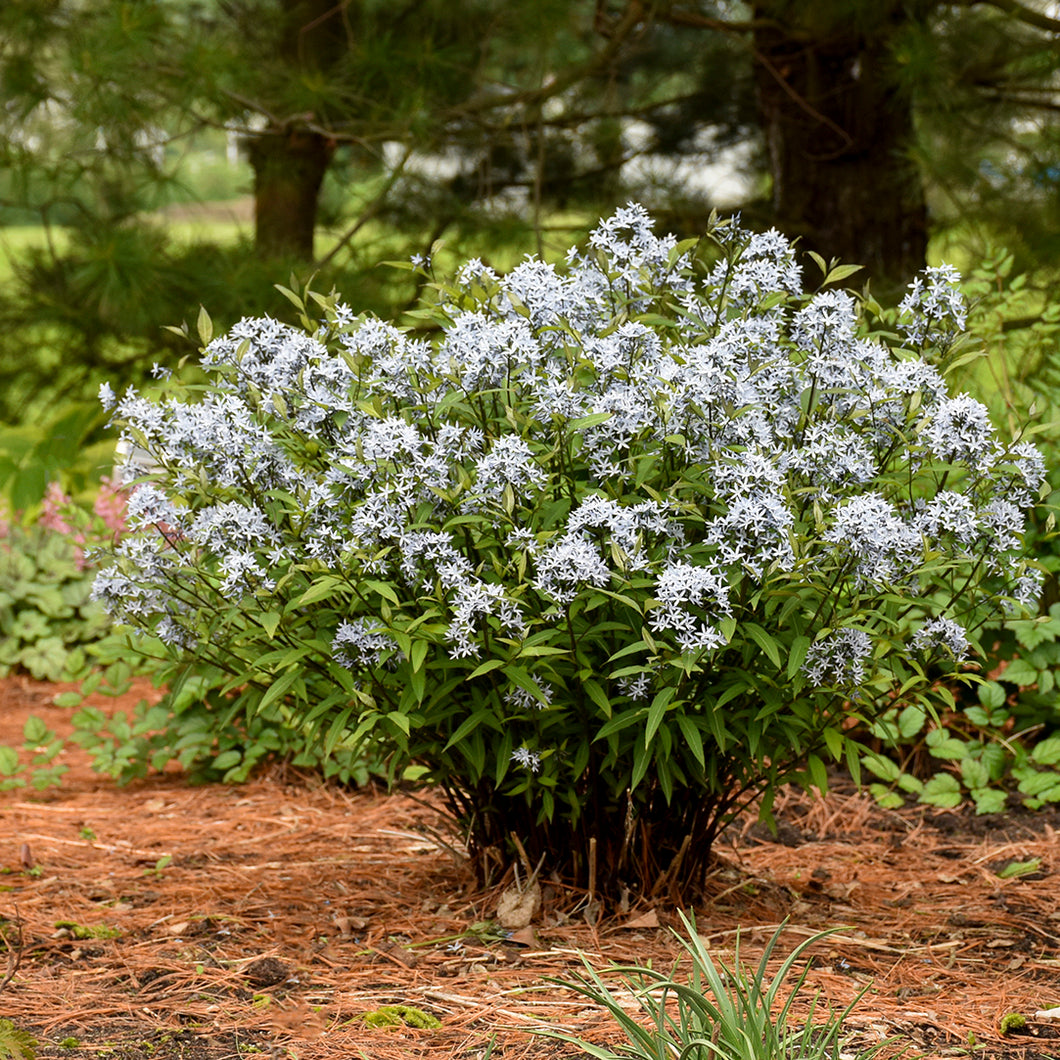 Bluestar ('Storm Cloud')