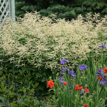 Load image into Gallery viewer, Goat&#39;s Beard (Aruncus &#39;Misty Lace&#39;)
