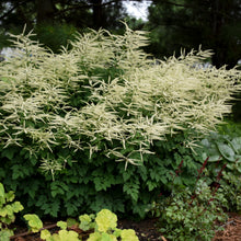 Load image into Gallery viewer, Goat&#39;s Beard (Aruncus &#39;Misty Lace&#39;)
