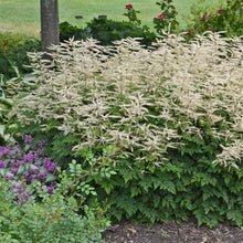 Load image into Gallery viewer, Goat&#39;s Beard (Aruncus &#39;Misty Lace&#39;)
