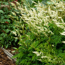 Load image into Gallery viewer, Dwarf Goat&#39;s Beard (Aruncus aethusifolius)
