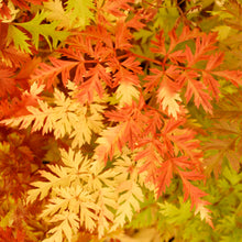 Load image into Gallery viewer, Dwarf Goat&#39;s Beard (Aruncus aethusifolius)
