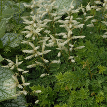 Load image into Gallery viewer, Dwarf Goat&#39;s Beard (Aruncus aethusifolius)
