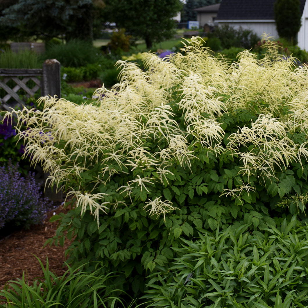 Goat's Beard (Aruncus dioicus)