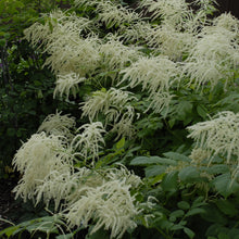 Load image into Gallery viewer, Goat&#39;s Beard (Aruncus dioicus)
