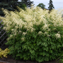 Load image into Gallery viewer, Goat&#39;s Beard (Aruncus dioicus)
