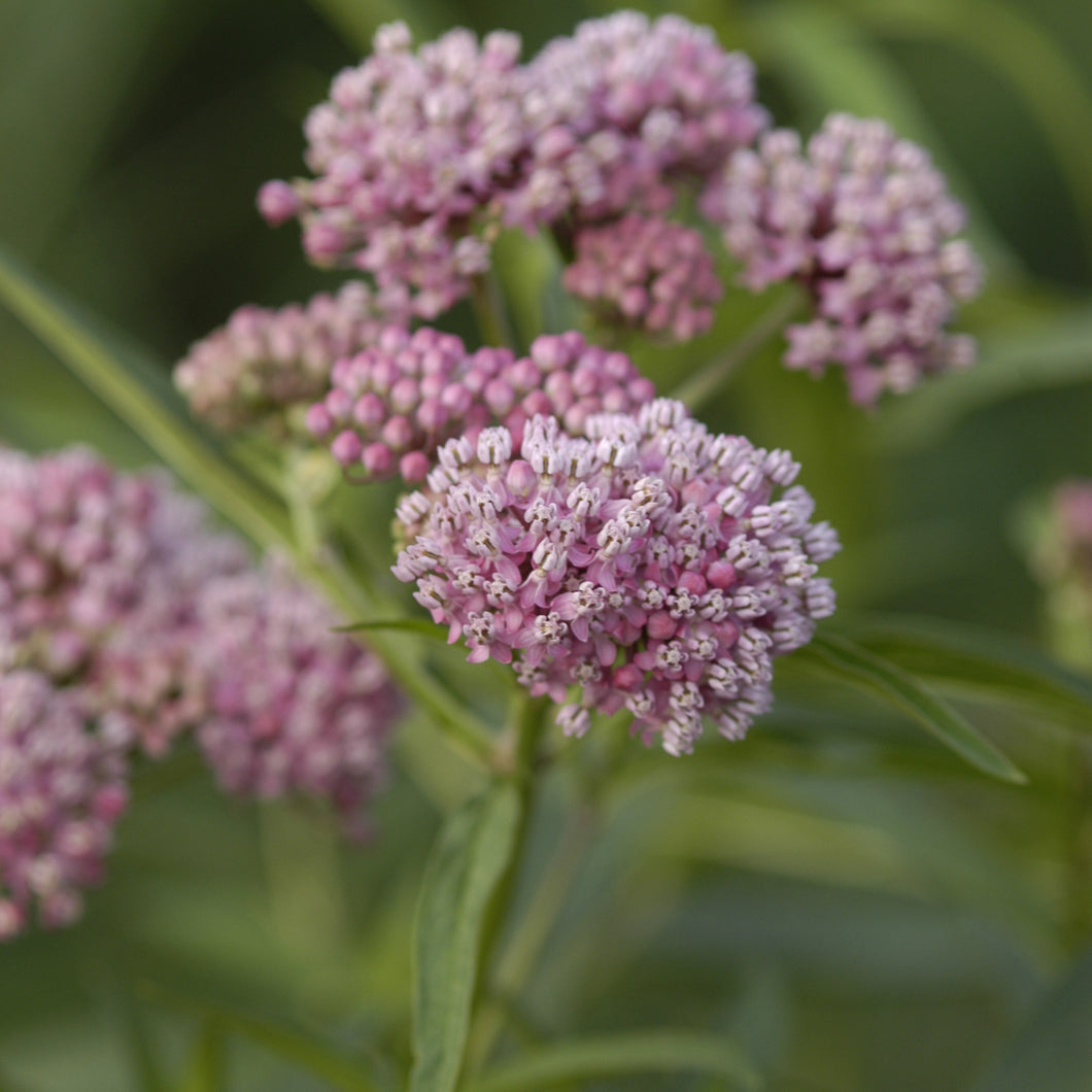 Swamp Milkweed (Asclepias incarnata 'Cinderella')