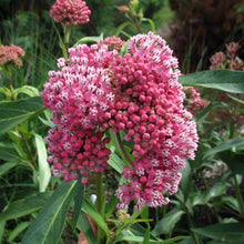 Load image into Gallery viewer, Swamp Milkweed (Asclepias incarnata &#39;Cinderella&#39;)
