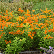 Load image into Gallery viewer, Butterfly Weed (Asclepias tuberosa)
