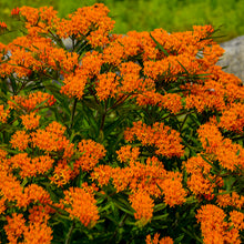 Load image into Gallery viewer, Butterfly Weed (Asclepias tuberosa)
