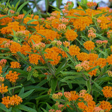 Load image into Gallery viewer, Butterfly Weed (Asclepias tuberosa)
