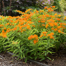 Load image into Gallery viewer, Butterfly Weed (Asclepias tuberosa)
