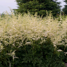 Load image into Gallery viewer, Hybrid Astilbe, False Spirea (Astilbe &#39;Bridal Veil&#39;)
