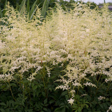 Load image into Gallery viewer, Hybrid Astilbe, False Spirea (Astilbe &#39;Bridal Veil&#39;)
