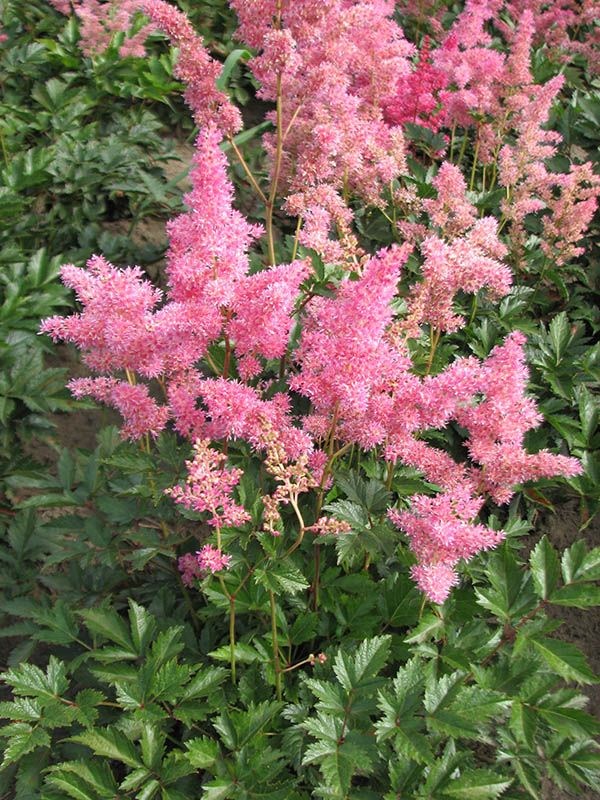 Hybrid Astilbe, False Spirea (Astilbe 'Rheinland')