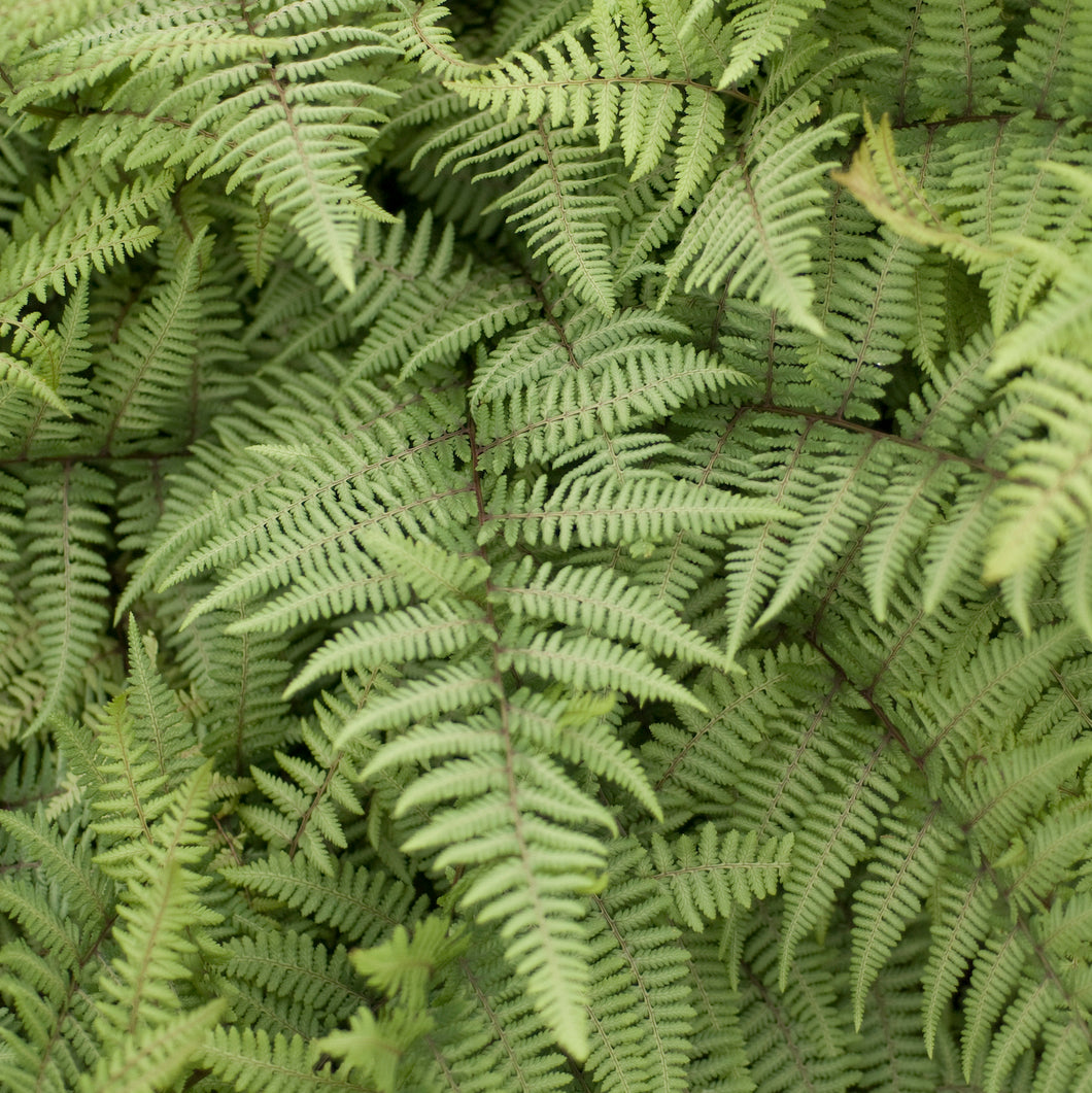 Ghost Fern ('Athyrium 'Ghost'')