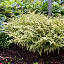 Load image into Gallery viewer, Ghost Fern (&#39;Athyrium &#39;Ghost&#39;&#39;)
