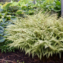 Load image into Gallery viewer, Ghost Fern (&#39;Athyrium &#39;Ghost&#39;&#39;)
