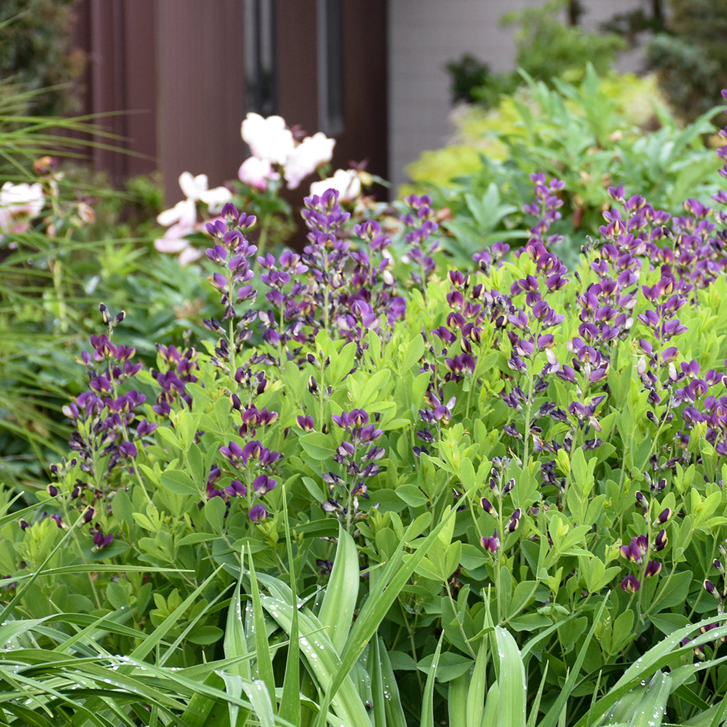 False Indigo (Baptisia 'Grape Taffy'')