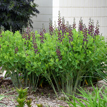 Load image into Gallery viewer, False Indigo (Baptisia &#39;Grape Taffy&#39;&#39;)
