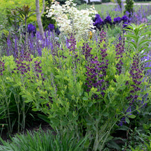 Load image into Gallery viewer, False Indigo (Baptisia &#39;Grape Taffy&#39;&#39;)
