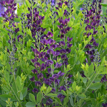 Load image into Gallery viewer, False Indigo (Baptisia &#39;Grape Taffy&#39;&#39;)
