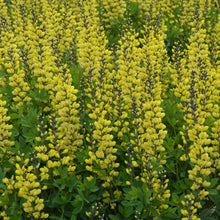 Load image into Gallery viewer, False Indigo (Baptisia &#39;Lemon Meringue&#39;)
