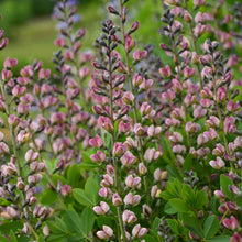 Load image into Gallery viewer, False Indigo ( Baptisia &#39;Pink Truffles&#39;)
