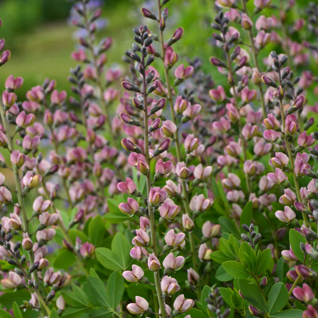 False Indigo ( Baptisia 'Pink Truffles')