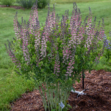 Load image into Gallery viewer, False Indigo ( Baptisia &#39;Pink Truffles&#39;)
