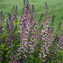 Load image into Gallery viewer, False Indigo ( Baptisia &#39;Pink Truffles&#39;)
