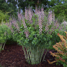 Load image into Gallery viewer, False Indigo ( Baptisia &#39;Pink Truffles&#39;)
