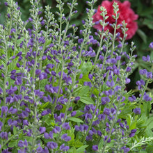 Load image into Gallery viewer, False Indigo (Baptisia australis)
