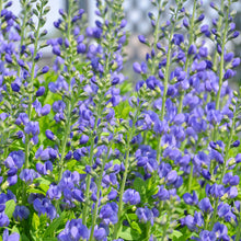 Load image into Gallery viewer, False Indigo (Baptisia australis)
