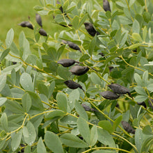 Load image into Gallery viewer, False Indigo (Baptisia australis)
