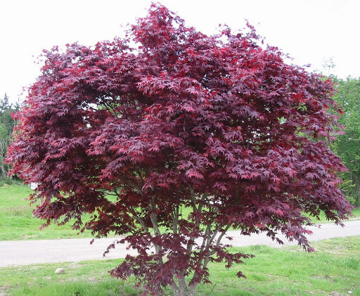 Bloodgood Japanese maple (Acer palmatum 'Bloodgood') 125cm