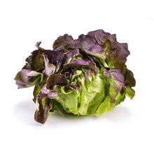 Load image into Gallery viewer, 4 Cell Pack- Vegetable or Herb
