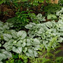 Load image into Gallery viewer, Heartleaf Brunnera, Siberian Bugloss (Brunnera macrophylla &#39;Jack Frost&#39;)
