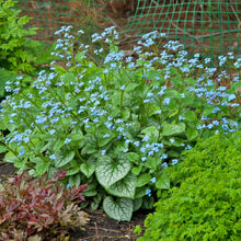 Load image into Gallery viewer, Heartleaf Brunnera, Siberian Bugloss (Brunnera macrophylla &#39;Jack Frost&#39;)
