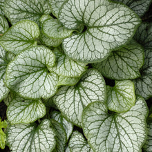 Load image into Gallery viewer, Heartleaf Brunnera, Siberian Bugloss (Brunnera macrophylla &#39;Jack Frost&#39;)
