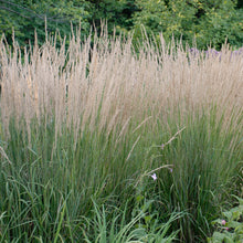 Load image into Gallery viewer, Feather Reed Grass, Ornamental Grass (Calamagrostis acutiflora &#39;Karl Foerster&#39;)
