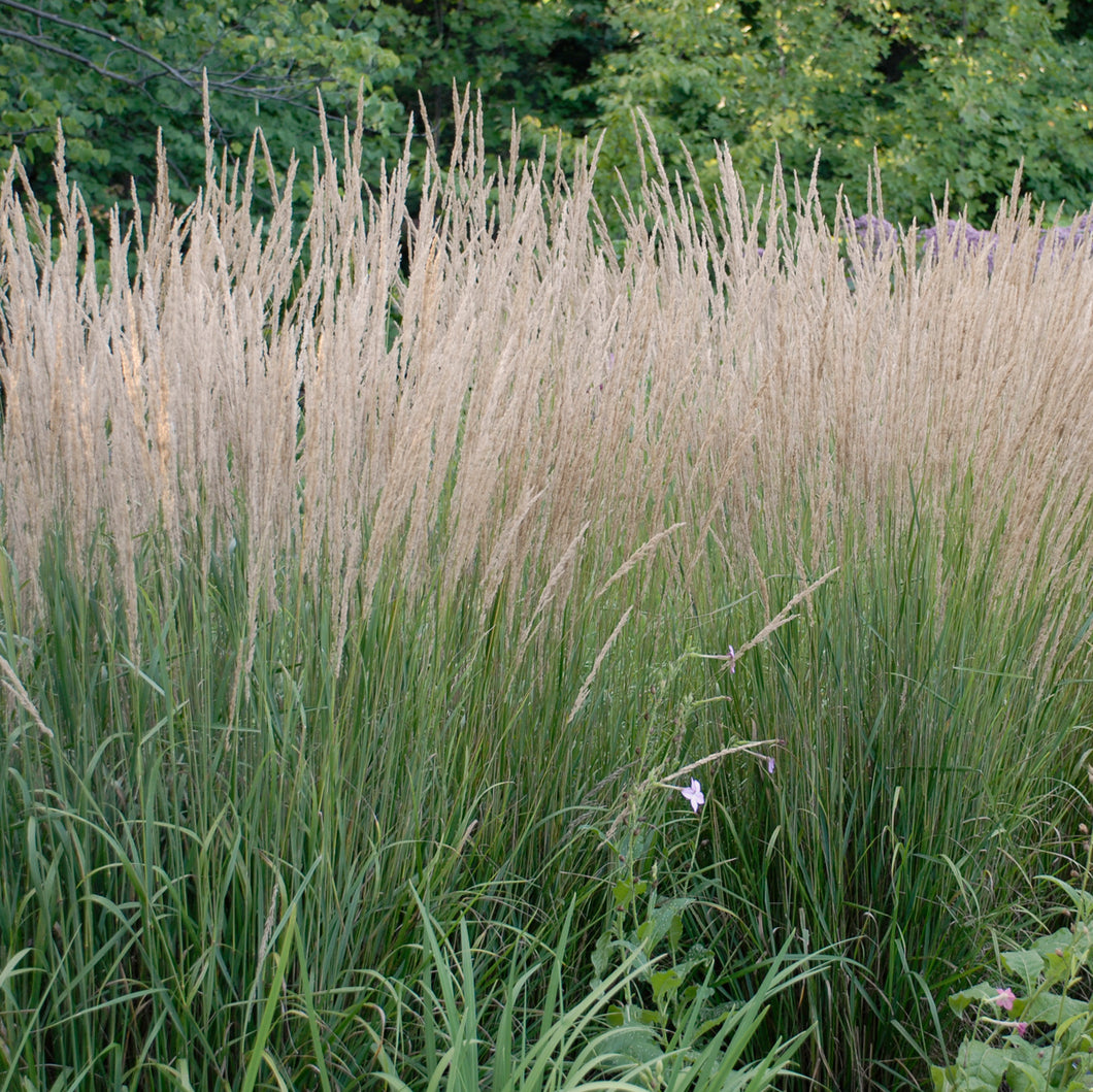 Feather Reed Grass, Ornamental Grass (Calamagrostis acutiflora 'Karl Foerster')