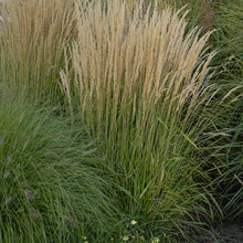 Load image into Gallery viewer, Feather Reed Grass, Ornamental Grass (Calamagrostis acutiflora &#39;Karl Foerster&#39;)
