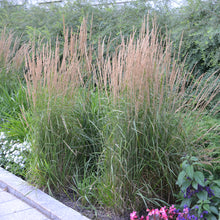 Load image into Gallery viewer, Feather Reed Grass, Ornamental Grass (Calamagrostis acutiflora &#39;Karl Foerster&#39;)
