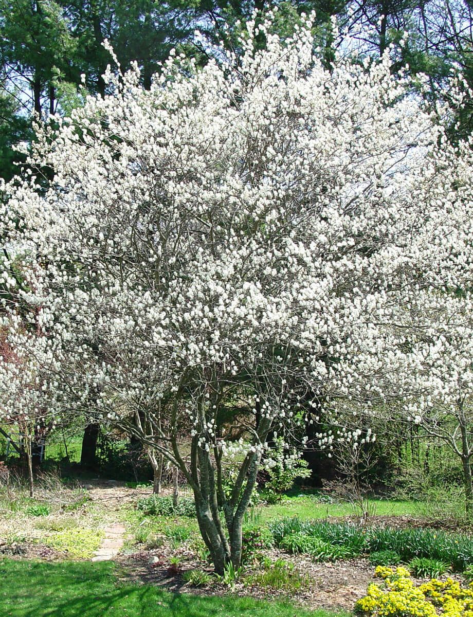 Canadian Serviceberry (Amelanchier Canadensis)