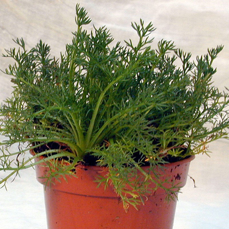 3 1/2 vegetable or herb pot