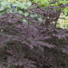 Load image into Gallery viewer, Black Snakeroot, Bugbane (Dryopteris erythrosora &#39;Brilliance&#39;)
