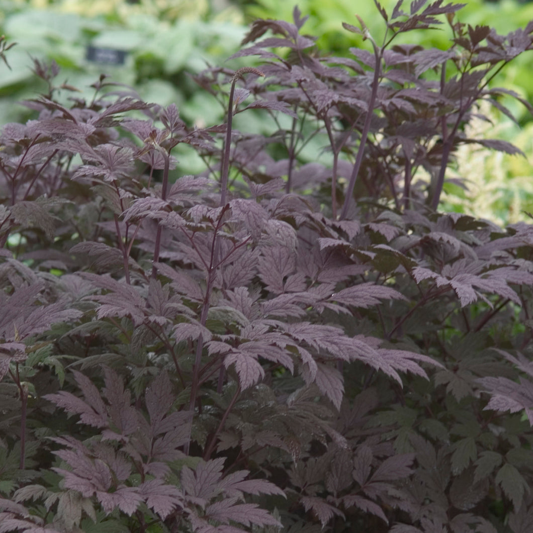 Black Snakeroot, Bugbane (Dryopteris erythrosora 'Brilliance')