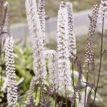 Load image into Gallery viewer, Black Snakeroot, Bugbane (Dryopteris erythrosora &#39;Brilliance&#39;)
